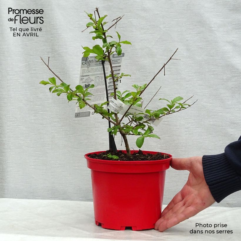 Exemplaar van Lagerstroemia indica Périgord Pourpre - Indische sering Pot van 3 l/4 l zoals geleverd in de lente