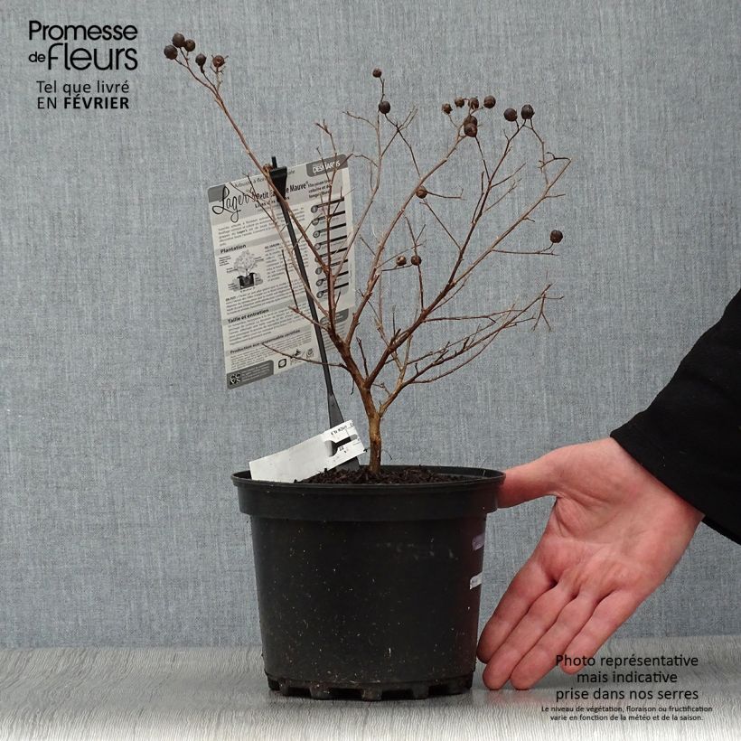 Example of Lagerstroemia indica Petite Canaille mauve - Lilas des Indes mauve Pot van 3 l/4 l as you get in hiver