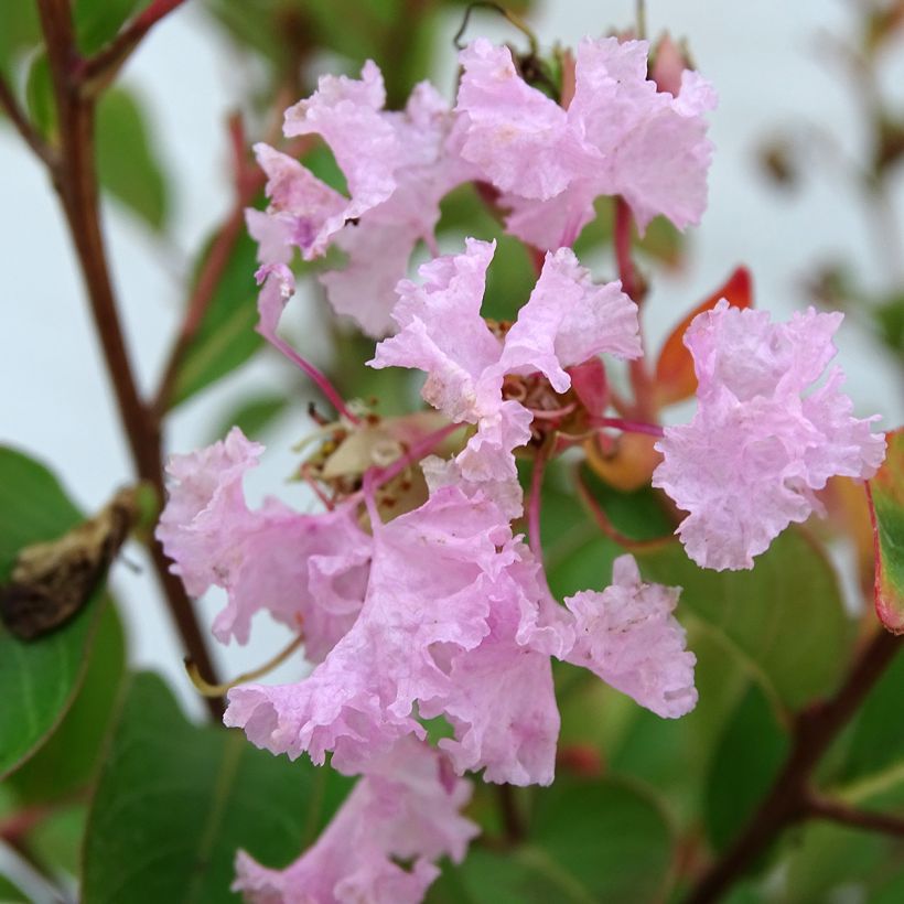 Lagerstroemia indica Roze Grand Sud - Indische sering (Flowering)
