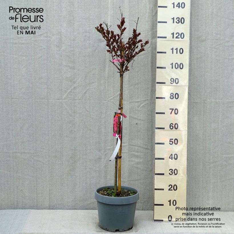 Exemplaar van Lagerstroemia indica Pink Velours - Indische sering Pot van 7,5 l/10 l zoals geleverd in de lente