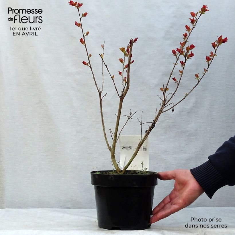 Exemplaar van Lagerstroemia indica Pink Velours - Indische sering Pot van 3 l/4 l zoals geleverd in de lente