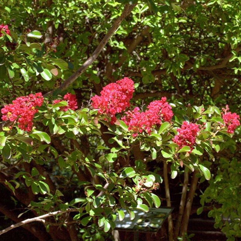 Lagerstroemia indica Rood Imperator - Indische sering (Flowering)