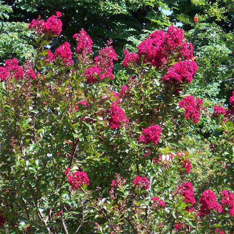 Lagerstroemia indica Rood Imperator - Indische sering (Plant habit)