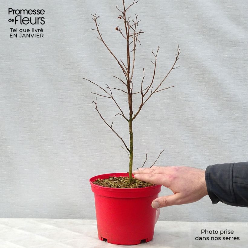 Example of Lagerstroemia indica Red imperator - Lilas des Indes Pot van 3 l/4 l as you get in hiver