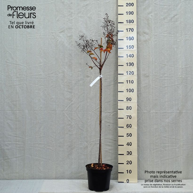 Exemplaar van Lagerstroemia indica Rhapsody in Pink - Indische sering Pot van 7,5 l/10 l, Stengel zoals geleverd in de herfst