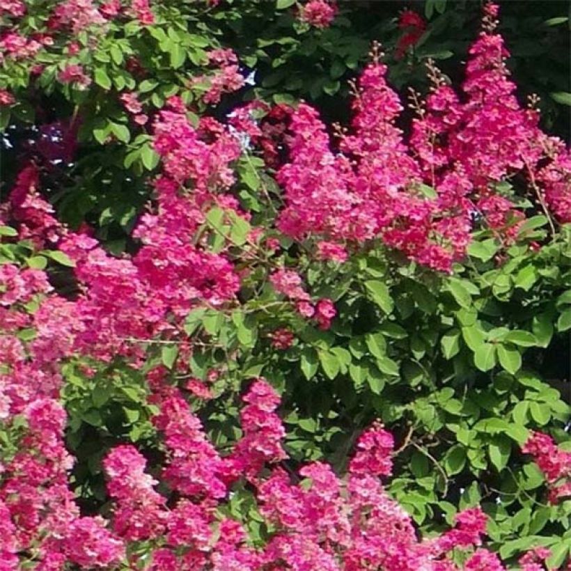 Lagerstroemia indica Roze Fuchsia - Indische sering (Flowering)