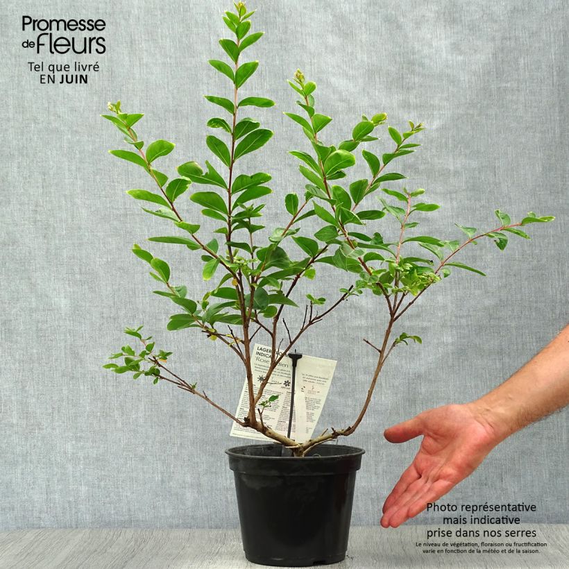 Exemplaar van Lagerstroemia indica Roze Indien - Indische sering Pot van 3 l/4 l zoals geleverd in de zomer