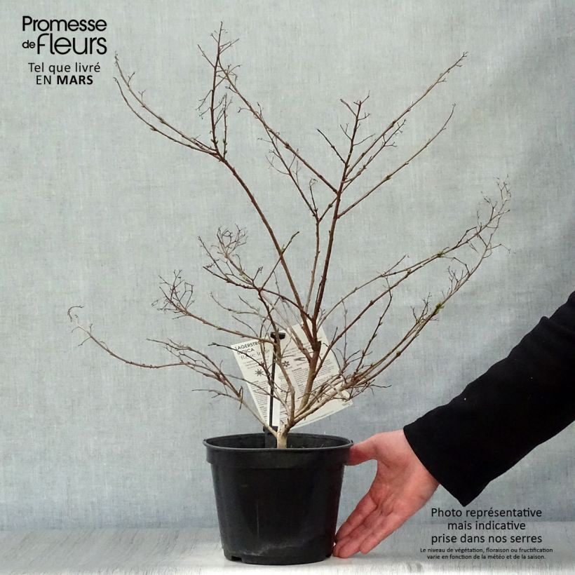 Exemplaar van Lagerstroemia indica Roze Indien - Indische sering Pot van 3 l/4 l zoals geleverd in de lente