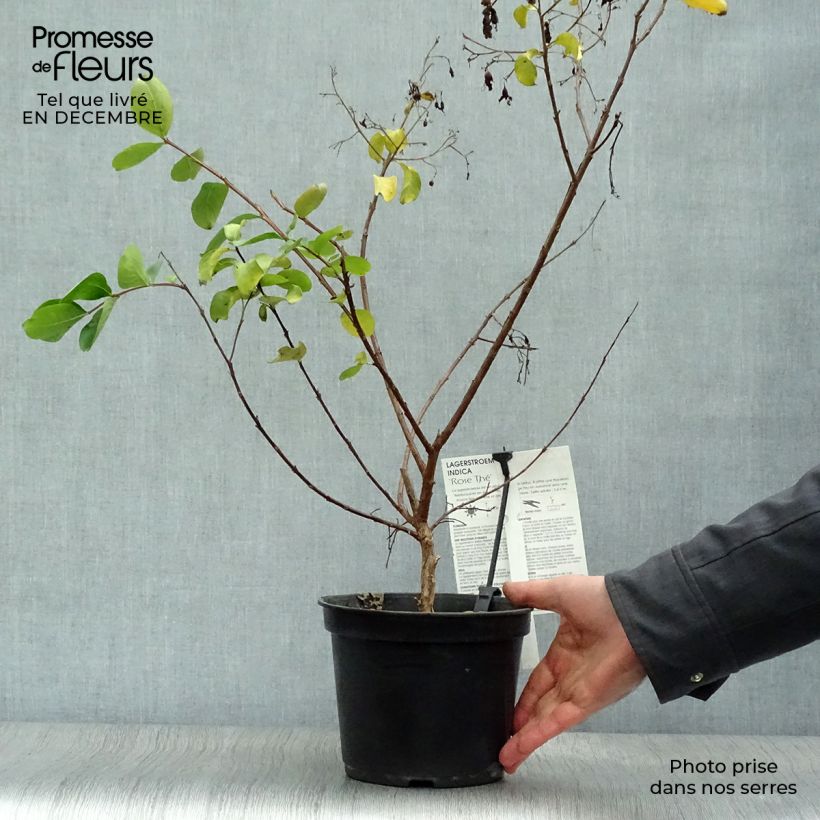 Example of Lagerstroemia indica Rose Thé - Lilas des Indes Pot van 3 l/4 l as you get in hiver