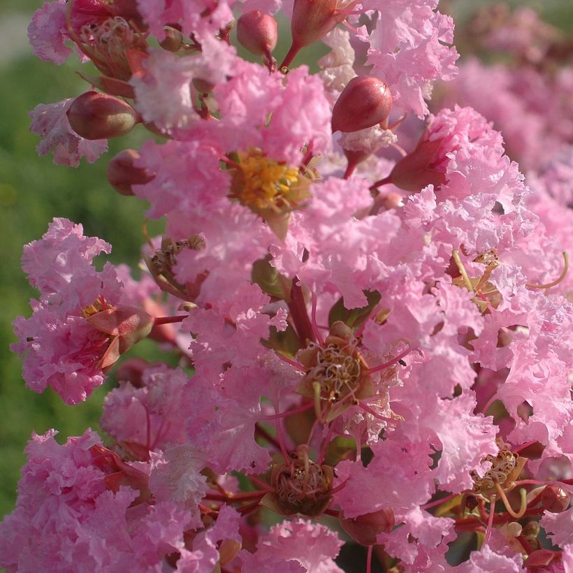 Lagerstroemia indica Rose Thé - Indische sering (Flowering)