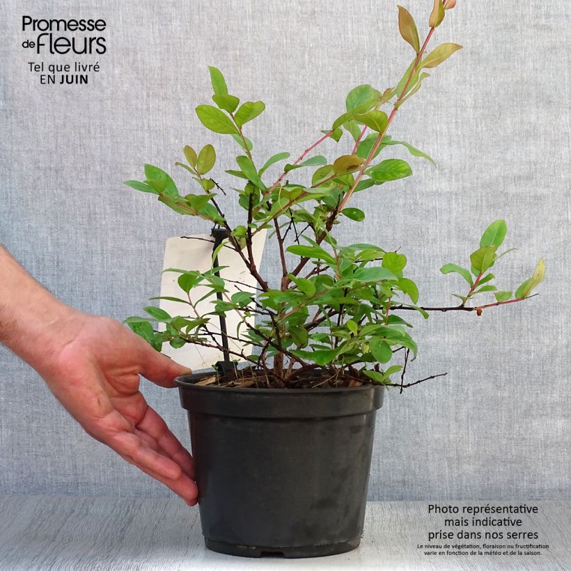 Exemplaar van Lagerstroemia indica Rood Dwerg - Indische sering Pot van 2 l/3 l zoals geleverd in de zomer