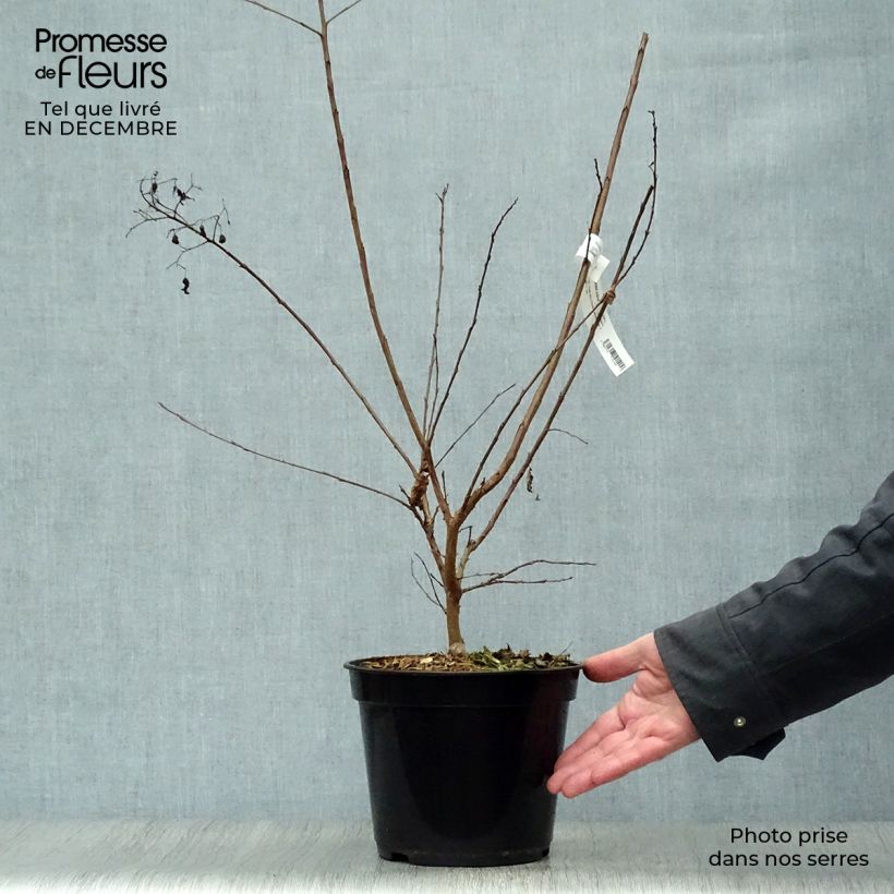 Example of Lagerstroemia indica Rubra - Lilas des Indes Pot van 2 l/3 l as you get in hiver