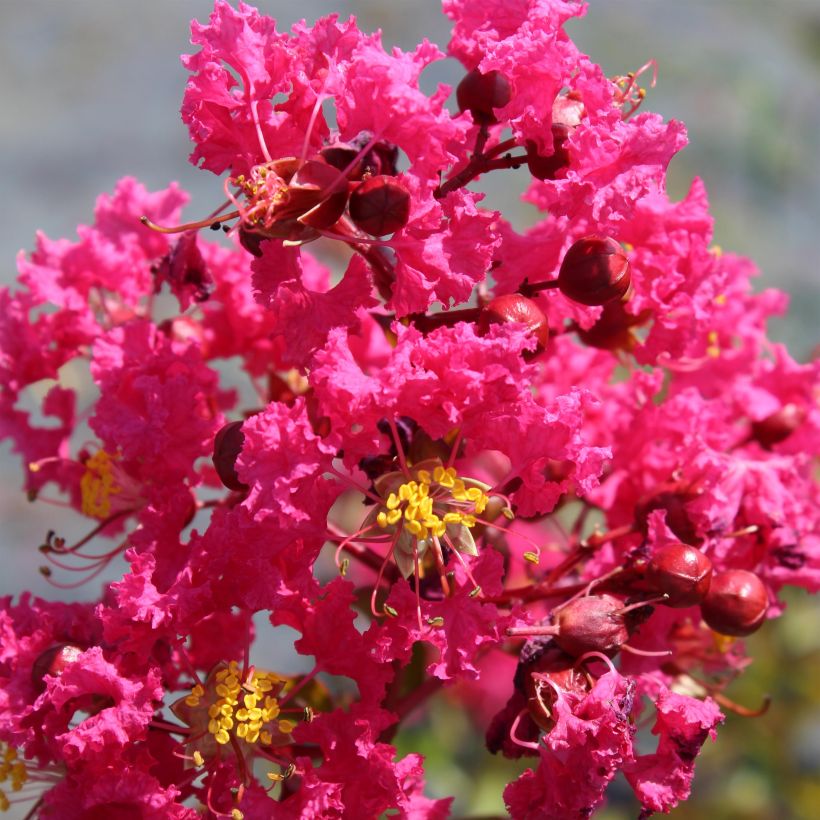 Lagerstroemia indica Saint Emilion - Indische sering (Flowering)