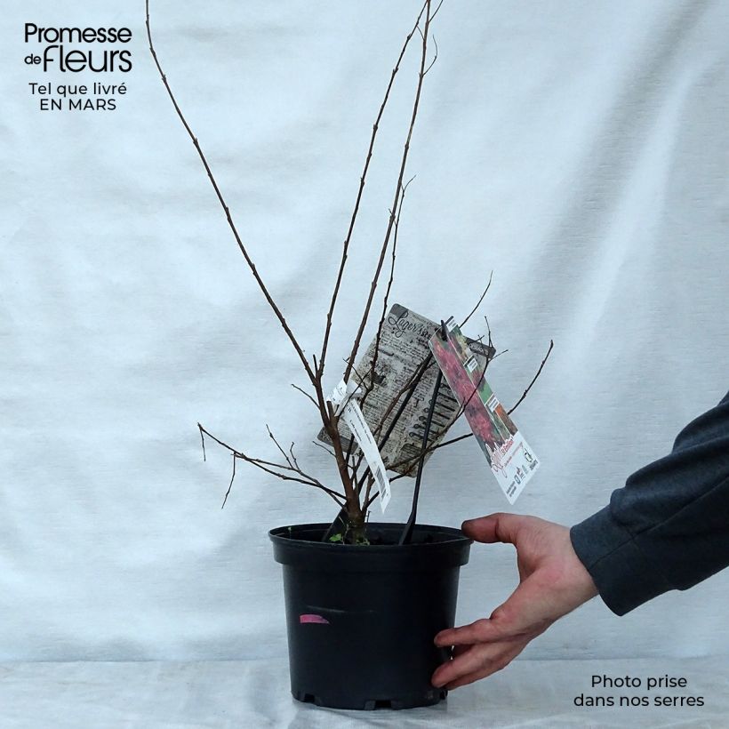 Exemplaar van Lagerstroemia indica Saint Emilion - Indische sering Pot van 3 l/4 l zoals geleverd in de lente