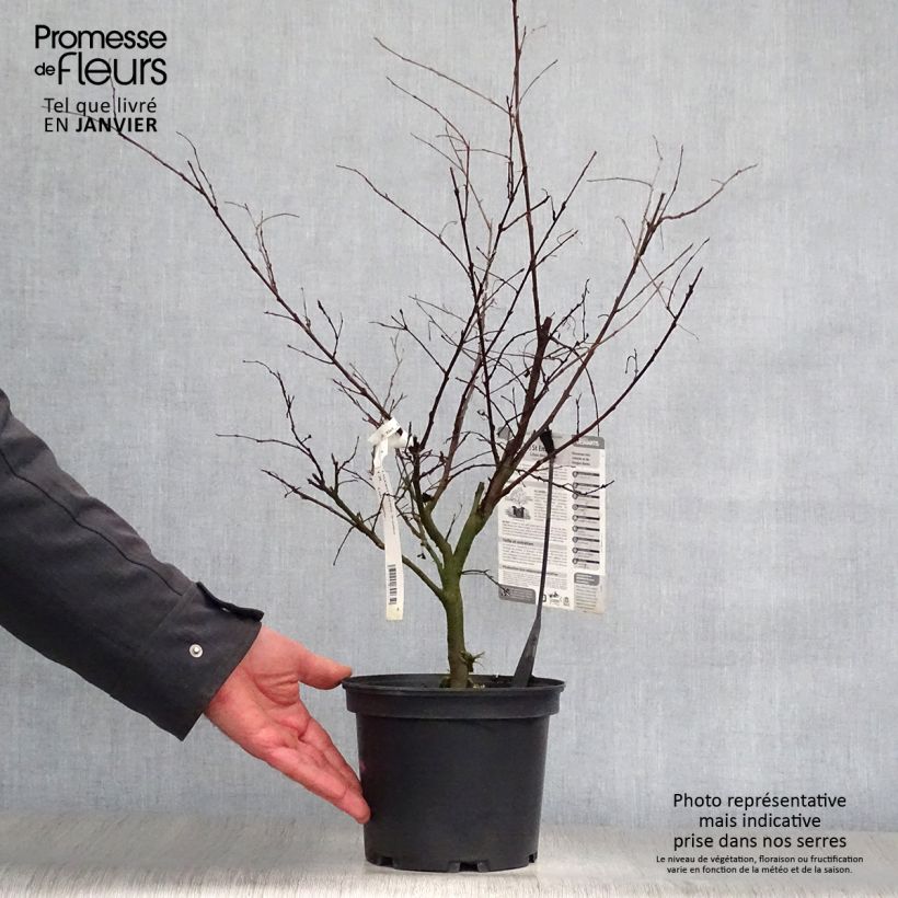 Example of Lagerstroemia indica Saint Emilion - Lilas des Indes	 Pot van 3 l/4 l as you get in hiver