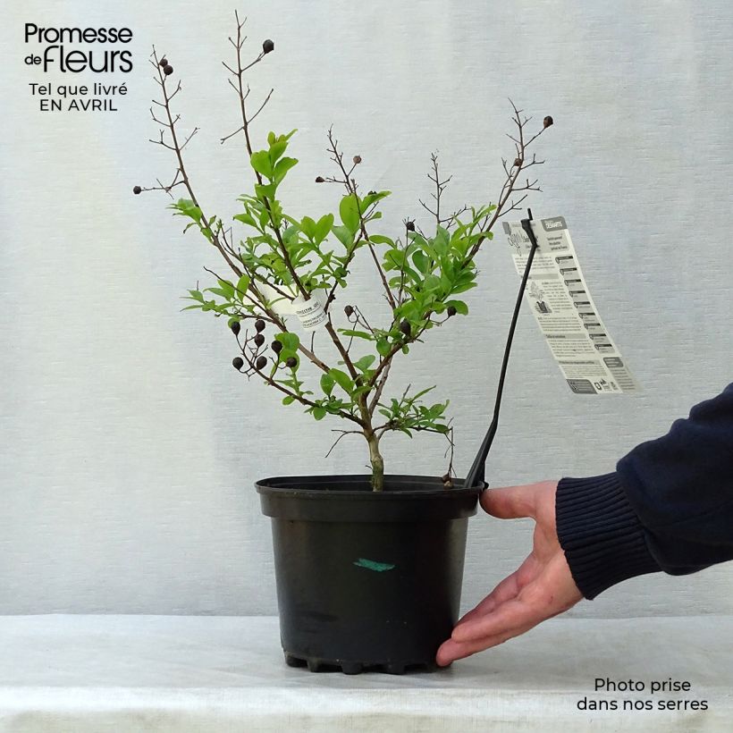 Exemplaar van Lagerstroemia indica Soir d'Eté - Indische sering Pot van 3 l/4 l zoals geleverd in de lente