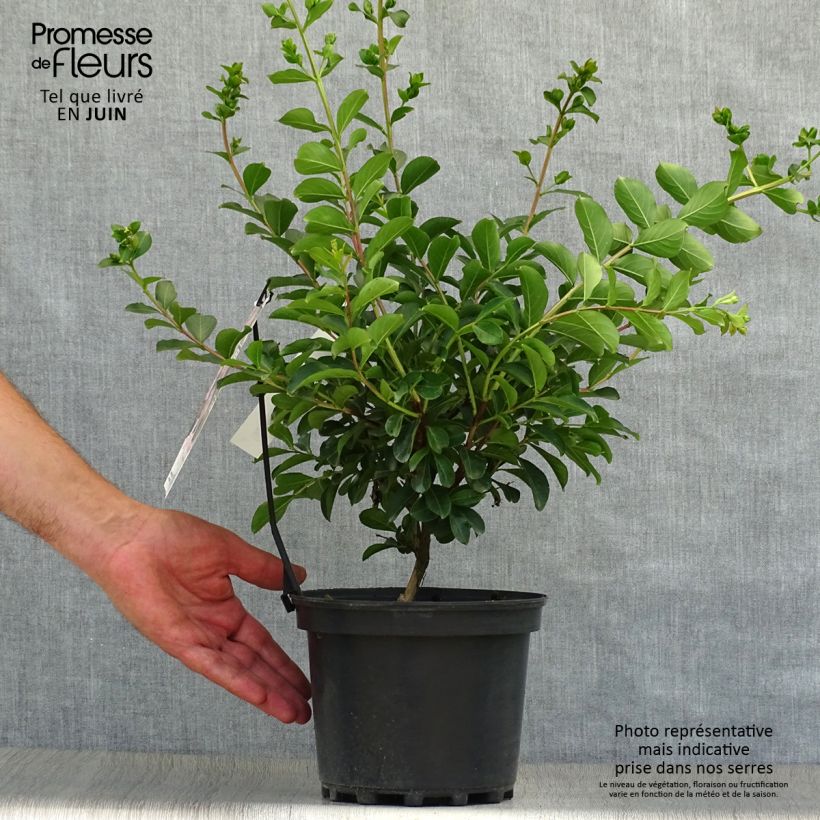 Exemplaar van Lagerstroemia indica Soir d'Eté - Indische sering Pot van 3 l/4 l zoals geleverd in de zomer