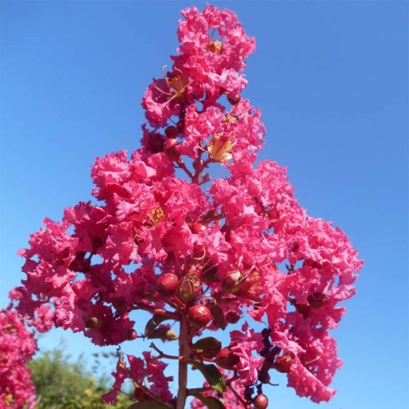 Lagerstroemia indica Souvenir d'André Desmartis - Indische sering (Flowering)