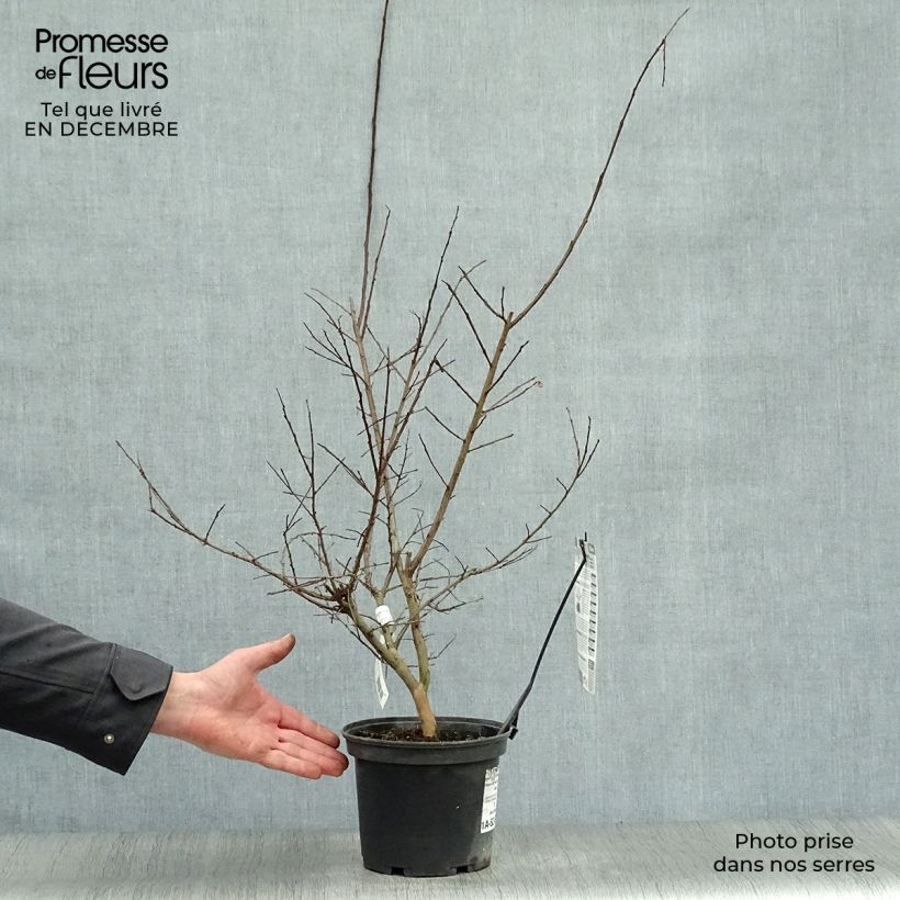 Example of Lagerstroemia indica Souvenir d'André Desmartis - Lilas des Indes	 Pot van 3 l/4 l as you get in hiver