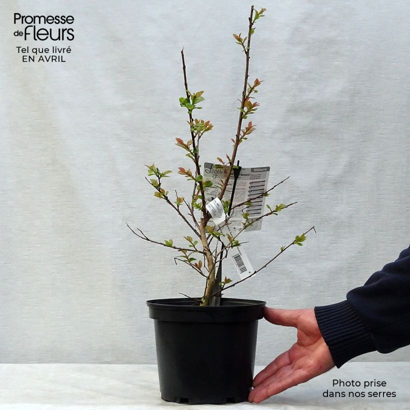 Exemplaar van Lagerstroemia indica Souvenir d'André Desmartis - Indische sering Pot van 3 l/4 l zoals geleverd in de lente