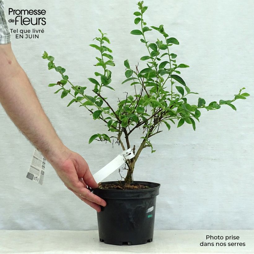 Exemplaar van Lagerstroemia indica Souvenir d'Hubert Puard - Indische sering Pot van 3 l/4 l zoals geleverd in de zomer