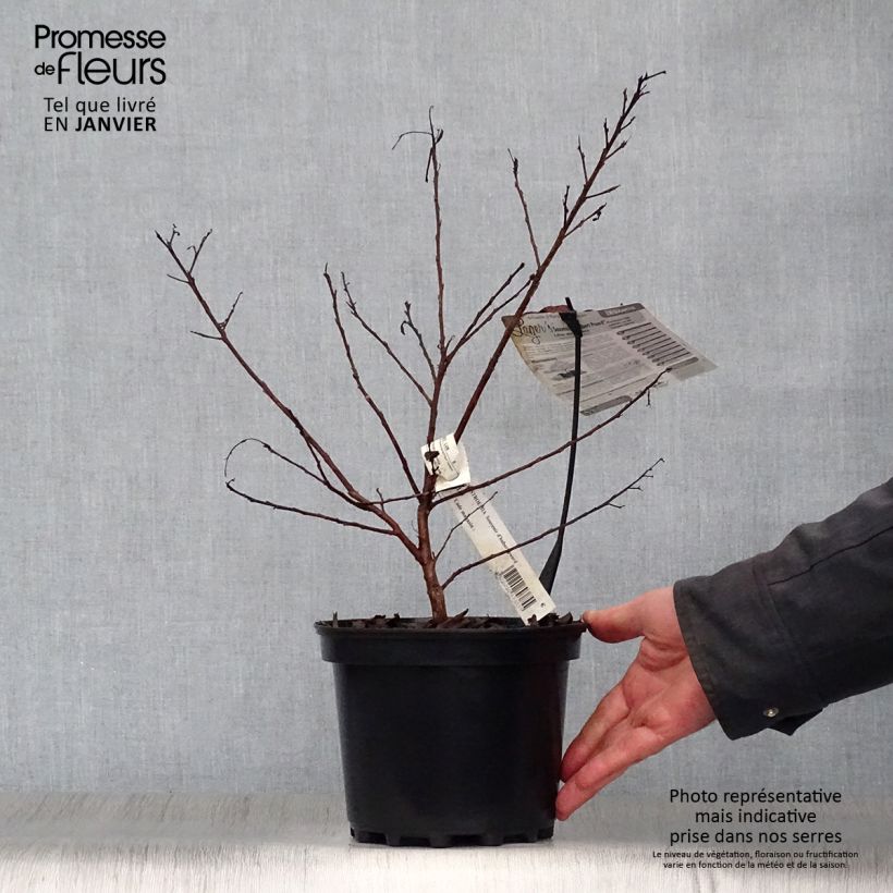 Example of Lagerstroemia indica Souvenir d'Hubert Puard - Lilas des Indes	 Pot van 3 l/4 l as you get in hiver