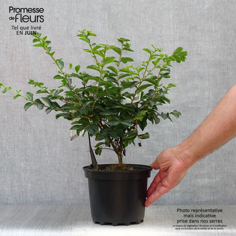 Exemplaar van Lagerstroemia indica Souvenir d'André Desmartis - Indische sering Pot van 3 l/4 l zoals geleverd in de zomer