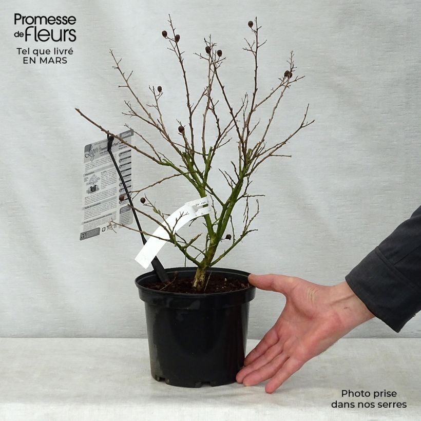 Exemplaar van Lagerstroemia indica Souvenir d'Hubert Puard - Indische sering Pot van 3 l/4 l zoals geleverd in de lente