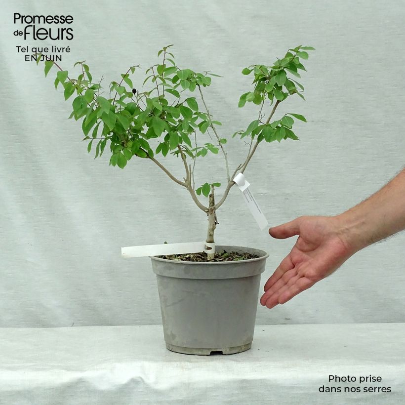 Example of Lagerstroemia indica Summer Beauty Centennial - Lilas des Indes Pot van 3 l/4 l as you get in ete