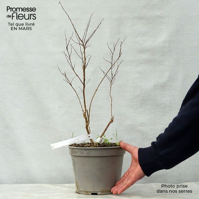 Example of Lagerstroemia indica Summer Beauty Ozark Spring - Lilas des Indes Pot van 3 l/4 l as you get in printemps