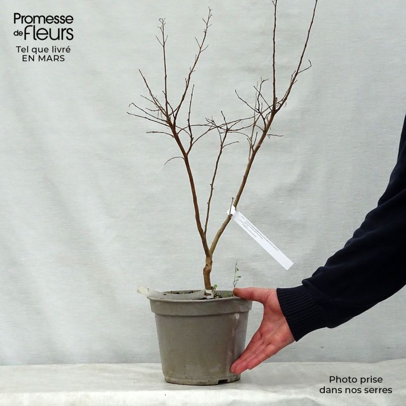 Example of Lagerstroemia indica Summer Beauty Velma's Royal Delight - Lilas des Indes Pot van 3 l/4 l as you get in printemps