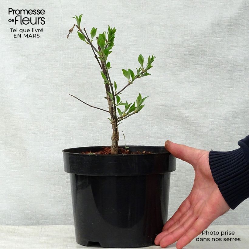 Example of Lagerstroemia indica Summer Beauty Victor - Lilas des Indes Pot van 3 l/4 l as you get in printemps