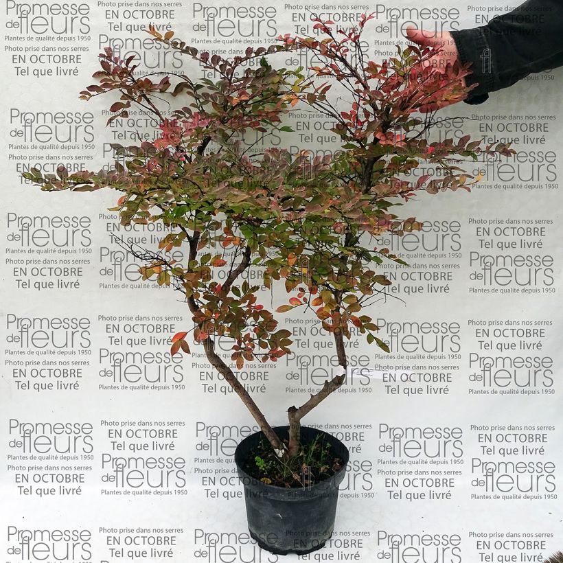 Example of Lagerstroemia indica Summer Charm Acoma - Lilas des Indes Pot van 3 l/4 l as you get
