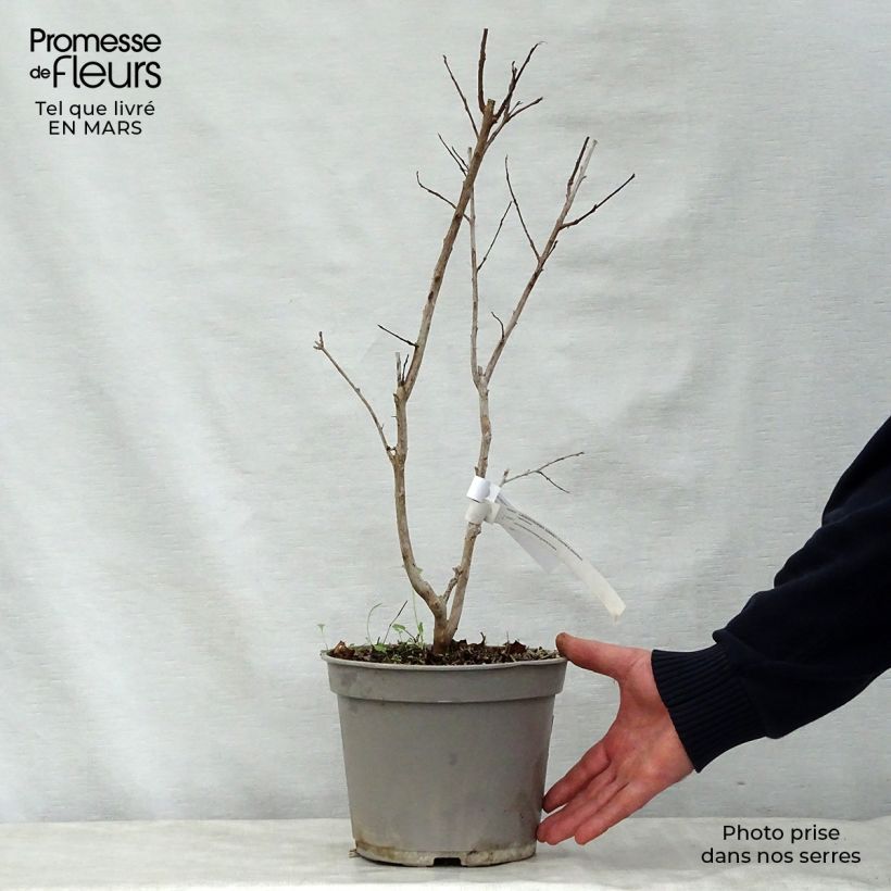 Example of Lagerstroemia indica Summer Charm Arapaho - Lilas des Indes Pot van 3 l/4 l as you get in printemps