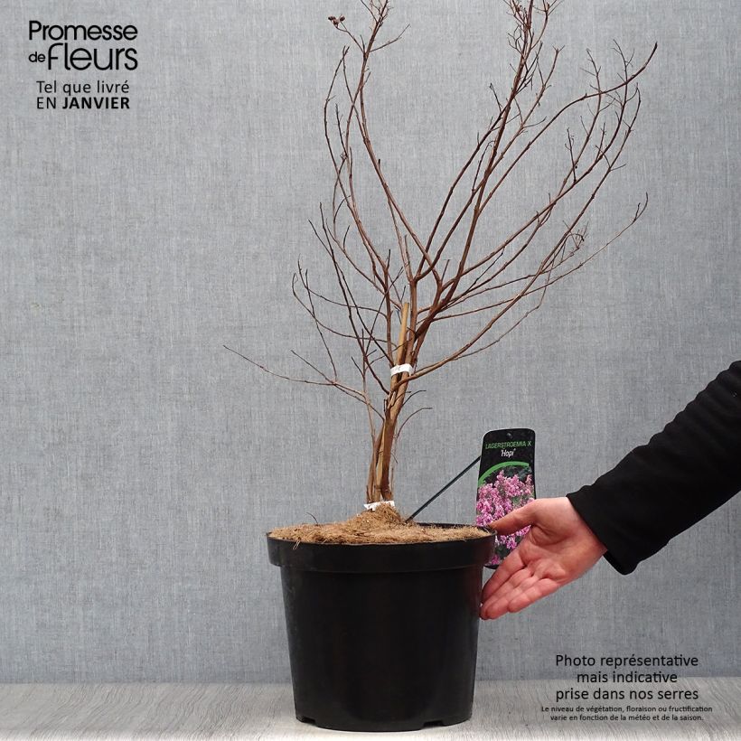 Example of Lagerstroemia indica Summer Charm Hopi - Lilas des Indes Pot van 7,5 l/10 l as you get in hiver