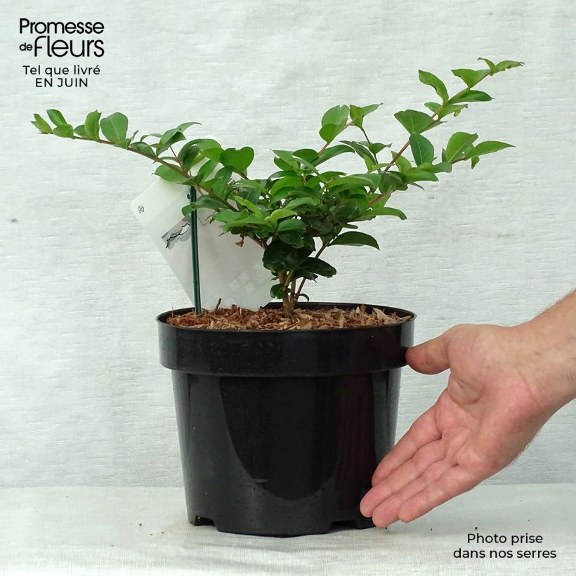 Exemplaar van Lagerstroemia indica Summer Charm Tonto - Indische sering Pot van 3 l/4 l zoals geleverd in de zomer