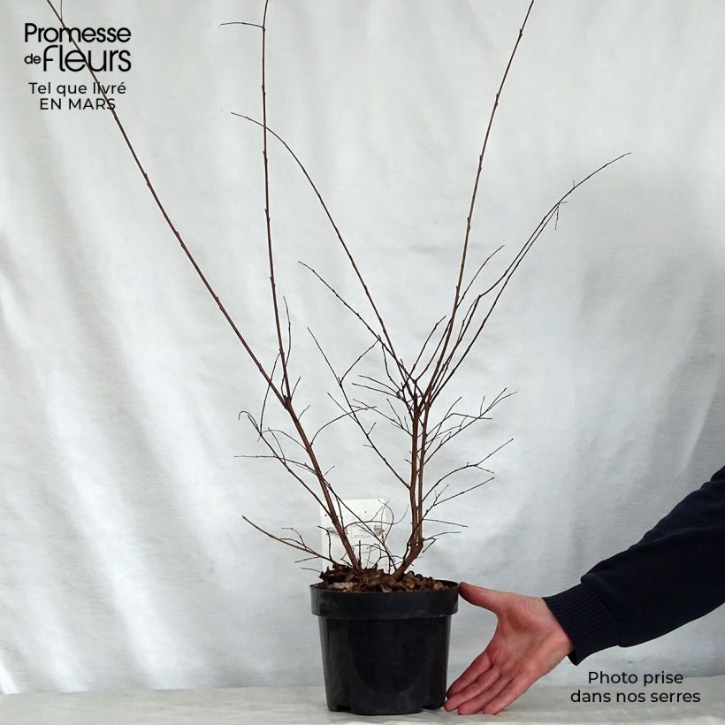 Exemplaar van Lagerstroemia indica Summer Charm Tonto - Indische sering Pot van 3 l/4 l zoals geleverd in de lente