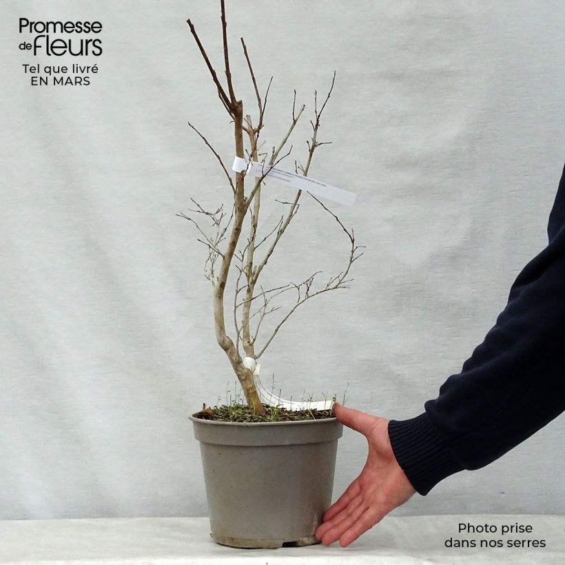 Example of Lagerstroemia indica Summer Charm Tuscarora - Lilas des Indes Pot van 3 l/4 l as you get in printemps