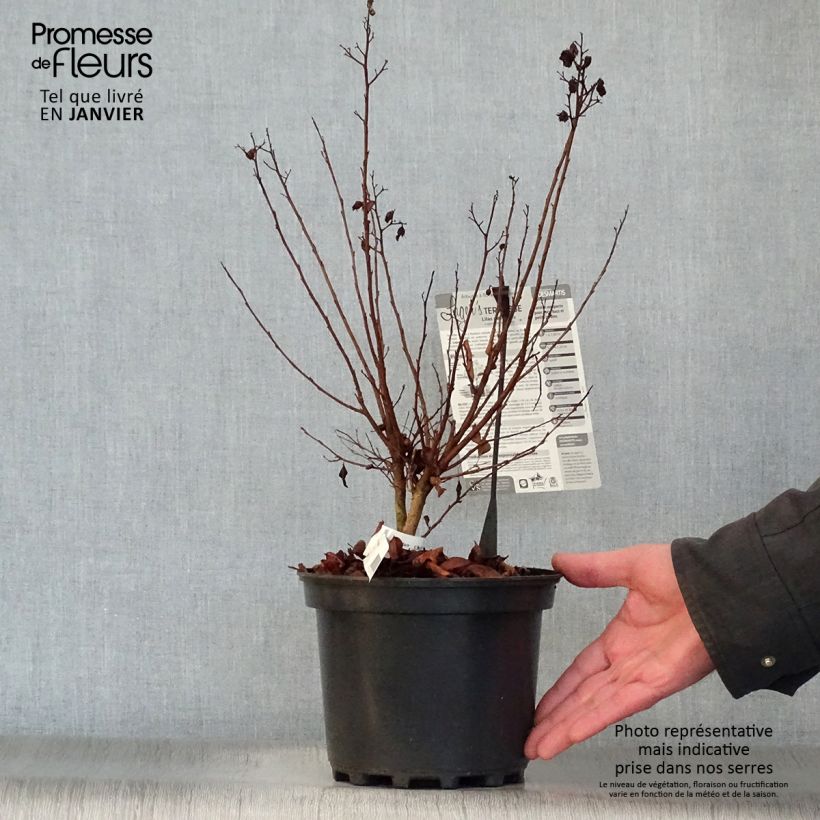 Example of Lagerstroemia indica Terrasse Roze - Indische sering Pot van 3 l/4 l as you get in hiver