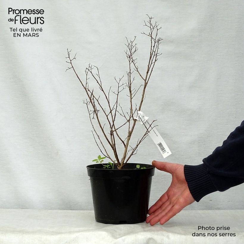 Exemplaar van Lagerstroemia indica Terrasse Roze - Indische sering Pot van 3 l/4 l zoals geleverd in de lente