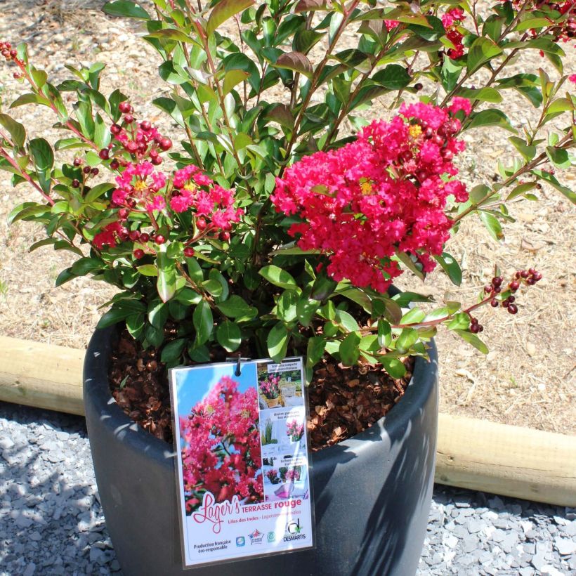 Lagerstroemia indica Terrasse Rouge - Indische sering (Flowering)