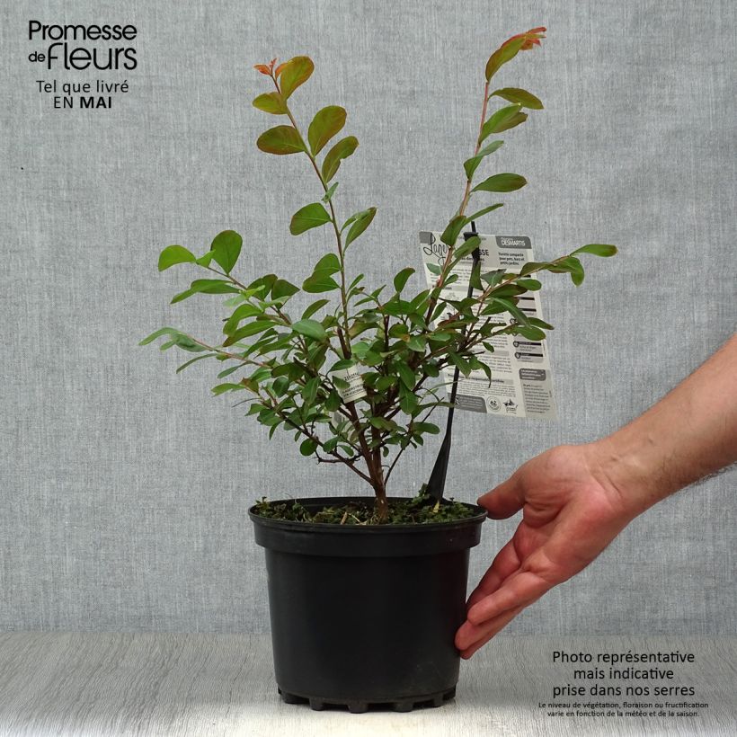 Exemplaar van Lagerstroemia indica Terrasse Rouge - Indische sering Pot van 3 l/4 l zoals geleverd in de lente