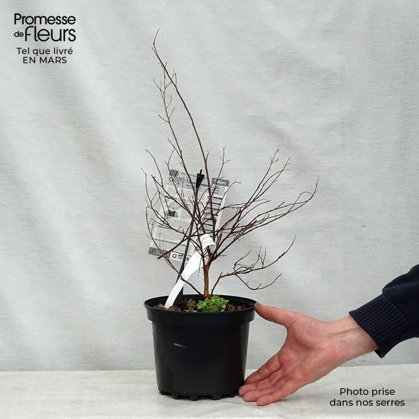 Exemplaar van Lagerstroemia indica Terre Chinoise - Indische sering Pot van 3 l/4 l zoals geleverd in de lente