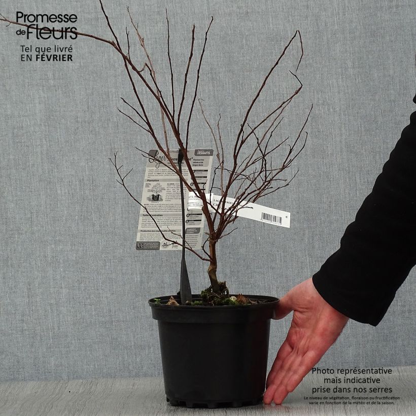 Example of Lagerstroemia indica Terre Chinoise - Lilas des Indes	 Pot van 3 l/4 l as you get in hiver