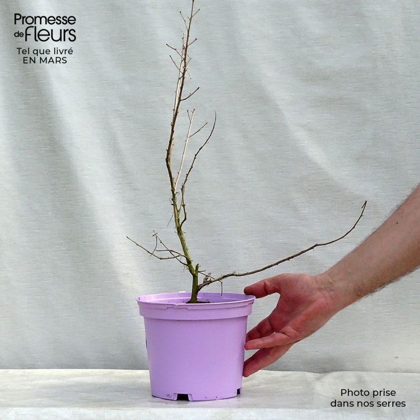 Example of Lagerstroemia indica Violacea - Lilas des Indes Pot van 2 l/3 l as you get in hiver