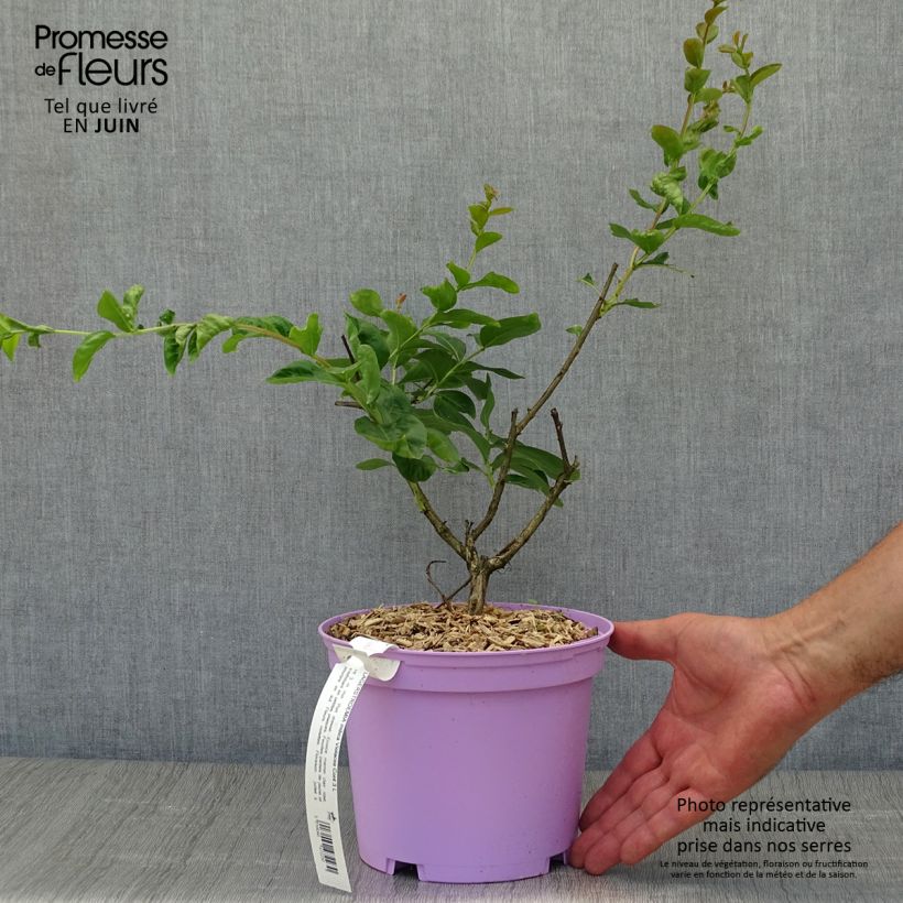 Exemplaar van Lagerstroemia indica Violacea - Indische sering Pot van 2 l/3 l zoals geleverd in de zomer