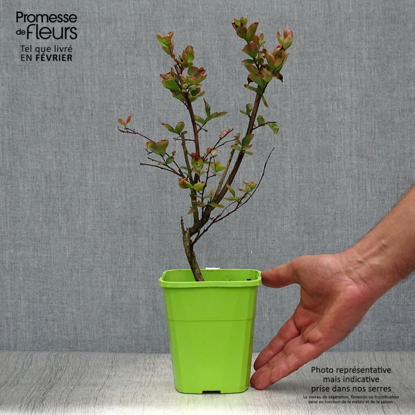 Exemplaar van Lagerstroemia indica With Love Eternal - Indische sering Pot van 3 l/4 l zoals geleverd in de herfst