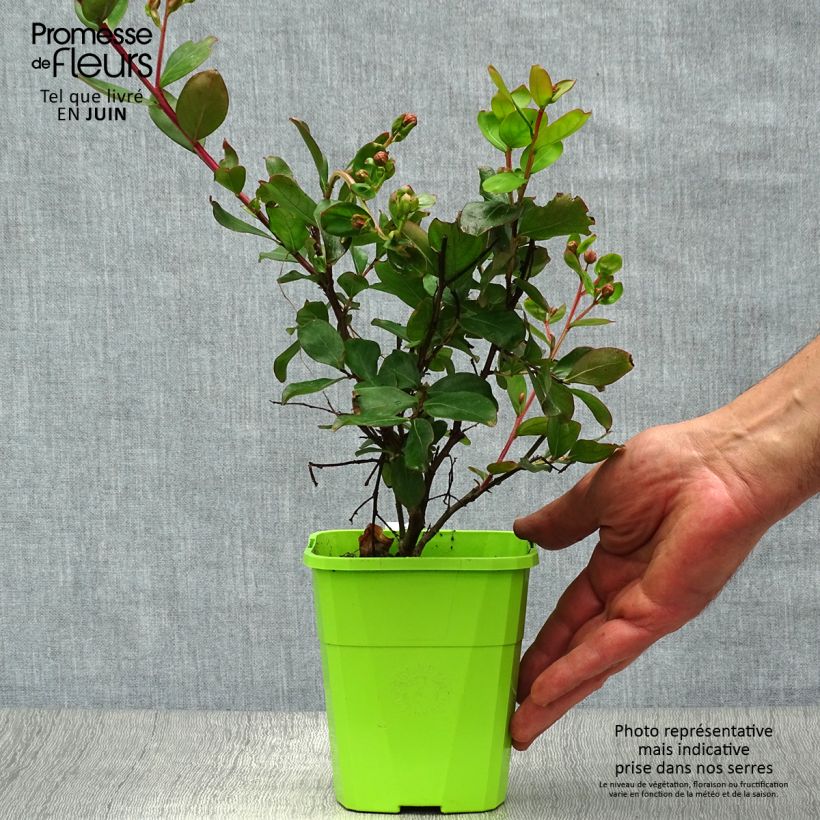 Exemplaar van Lagerstroemia indica With Love Eternal - Indische sering Pot van 3 l/4 l zoals geleverd in de zomer