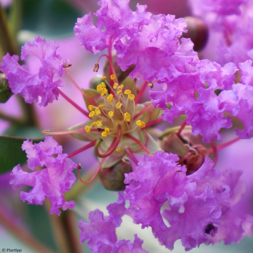 Lagerstroemia indica Eternal With Love - Indische sering (Bloei)