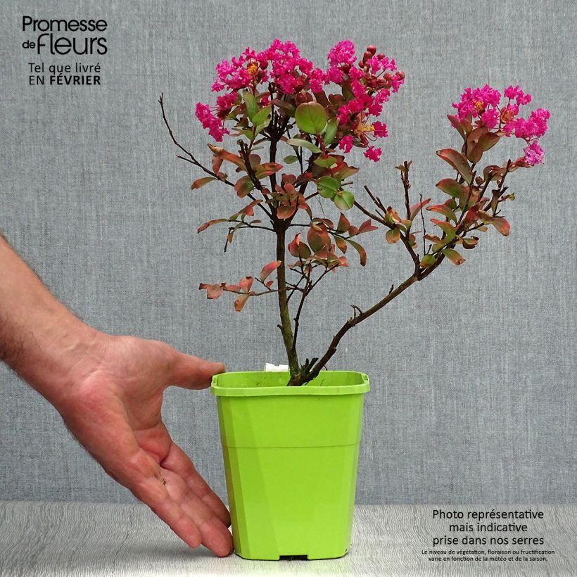 Example of Lagerstroemia indica With Love Kiss Milarosso - Indische sering Pot van 3 l/4 l as you get in automne